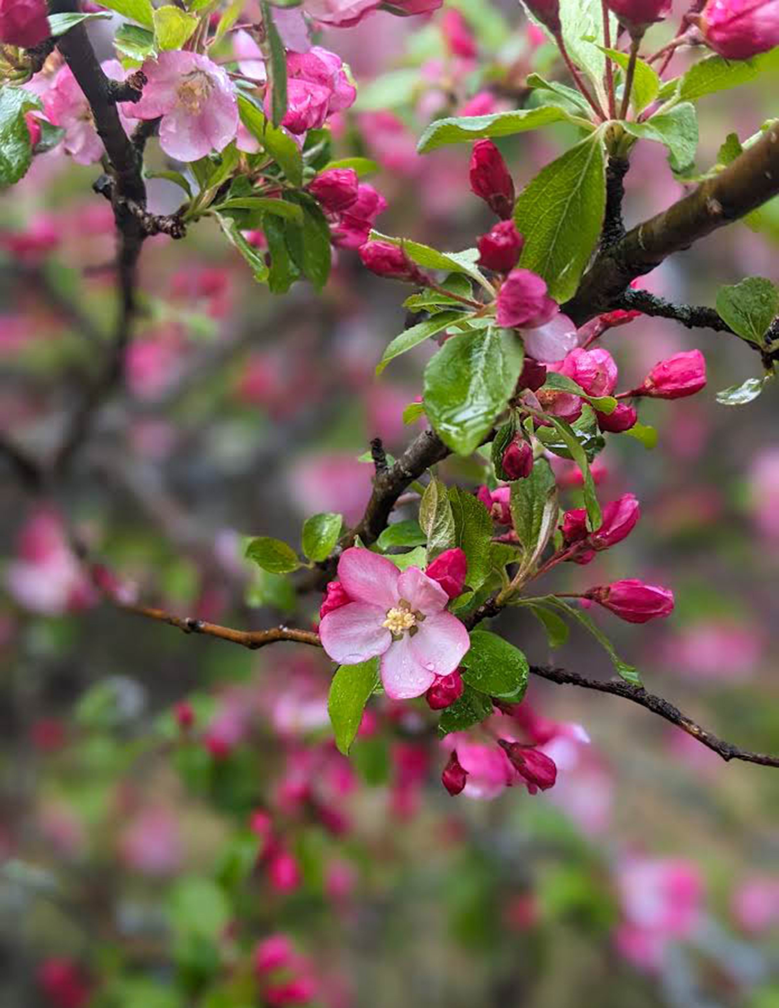 Donna Bambury - Apple Blossums.jpg