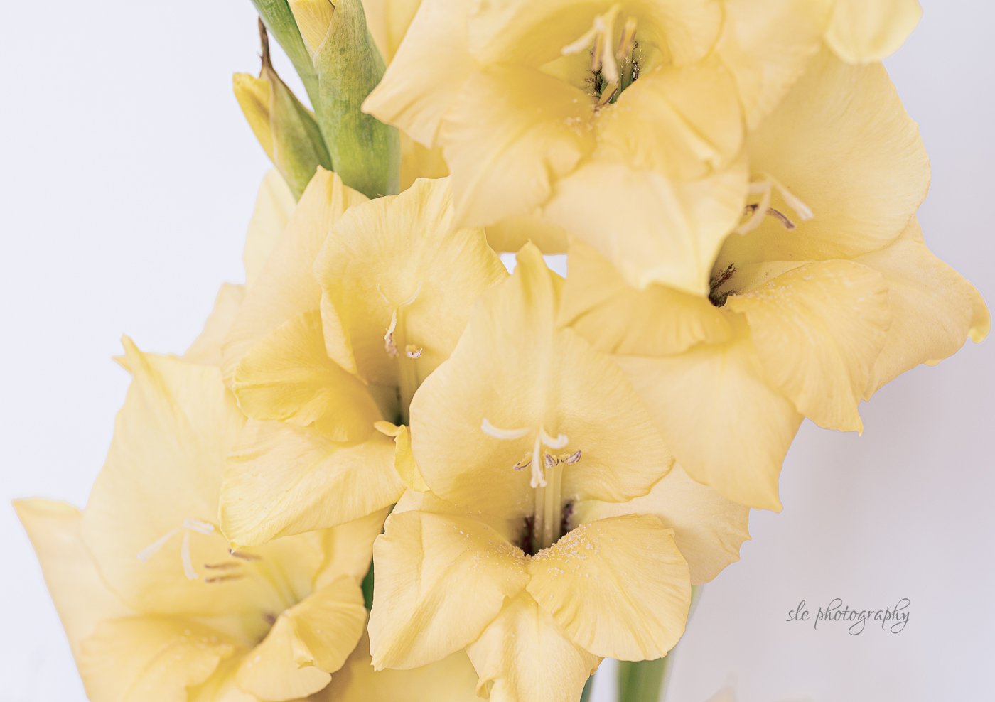 Sandra Emro - Classic Yellow Gladiolus.JPG