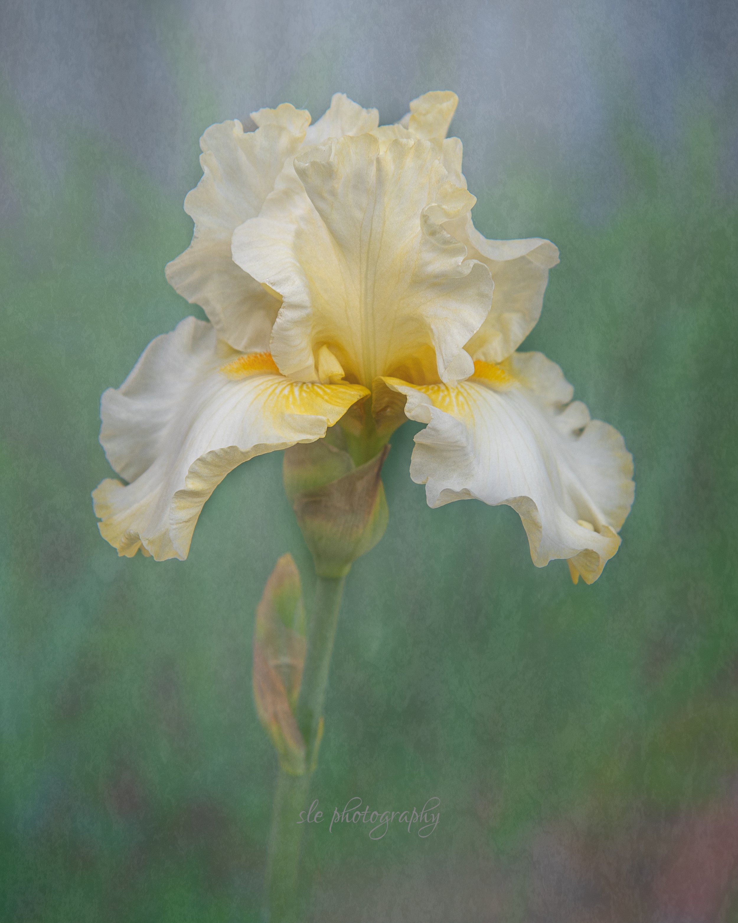 Sandra Emro - Elegant Yellow Iris.JPG