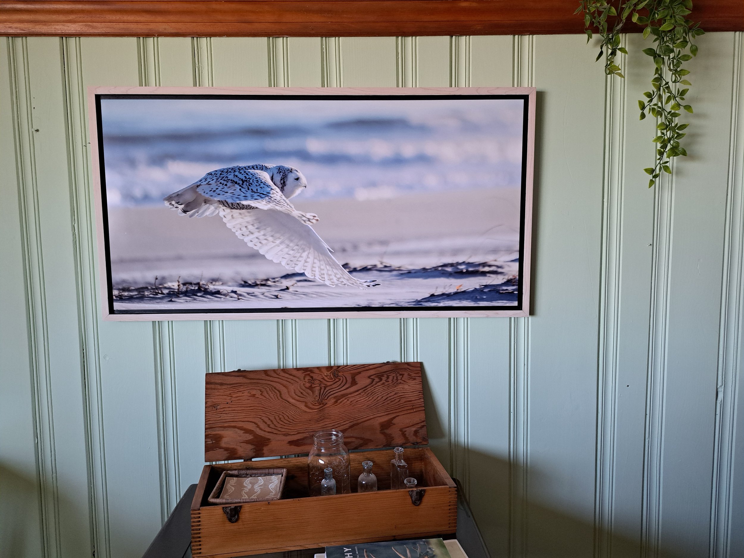 Paul Malenfant - Snowy Owl in Flight, Cape Ann.jpg