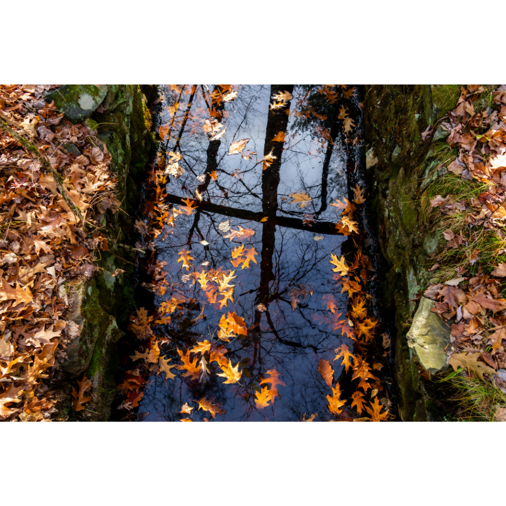Eric Wojnarowski - Fall Reflections.png