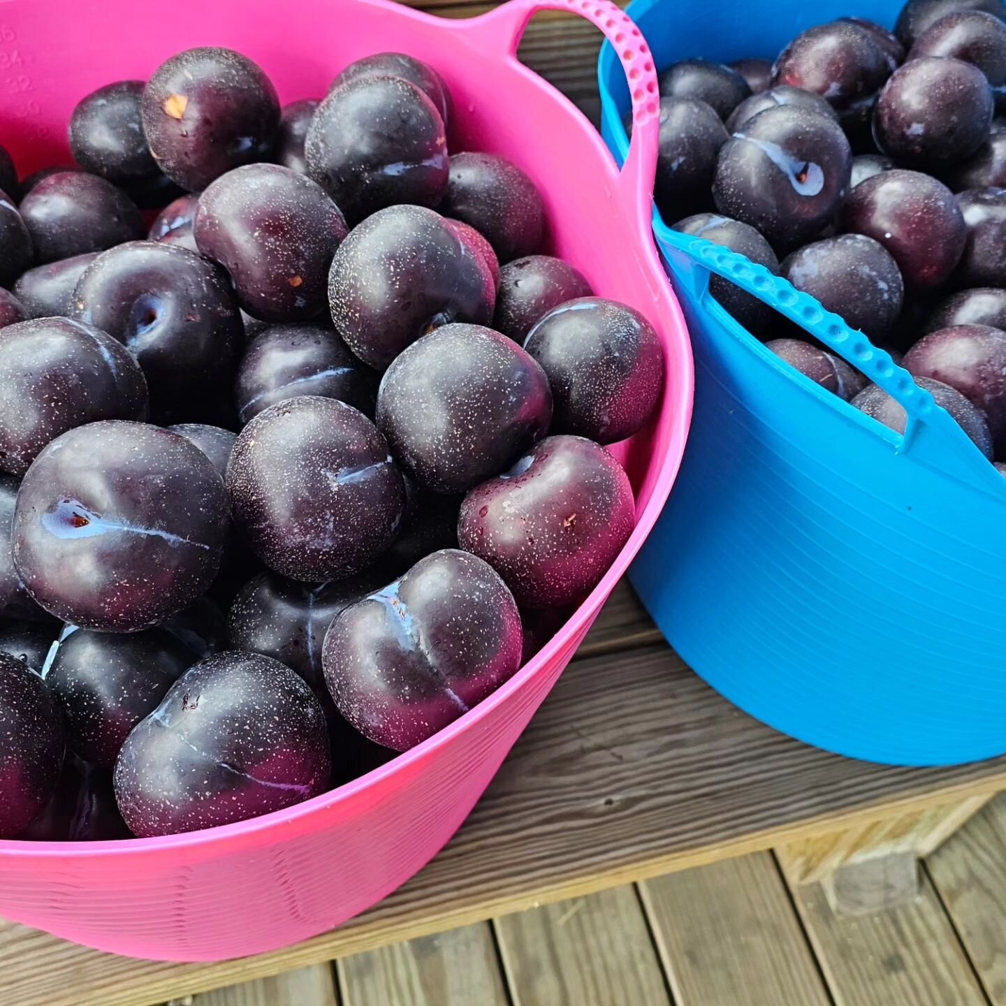 It's quintessential summer vibes when the stone fruits arrive. The kitchen smells amazing as we have a room full of plums, peaches, and nectarines lined up to be made into ice creams and sorbets. Coming soon to our Bar Harbor and Portland stores. #st