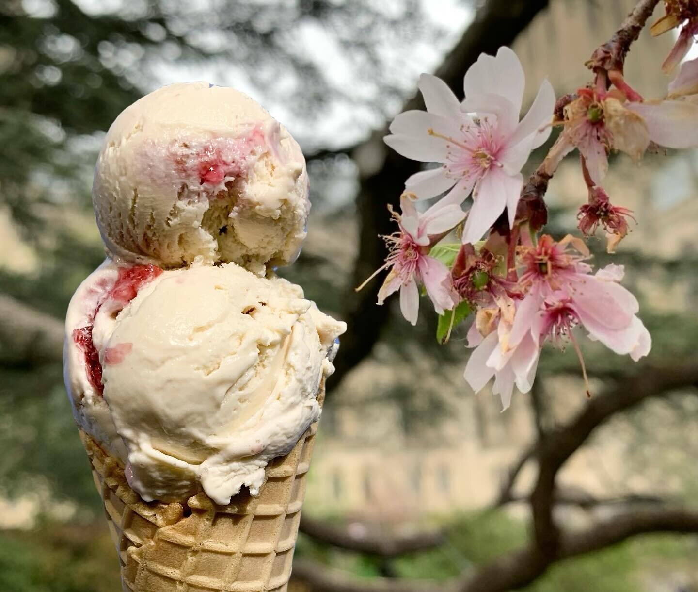 When the blossoms are so beautiful you could just eat them up. 

Sakura (Cherry Blossom) Ice Cream is here! We brought the Sakura leaves and flowers directly from Japan (thanks to @mdiicecream @mdiicecreammatsumoto ) .

Our base is made of real Sakur