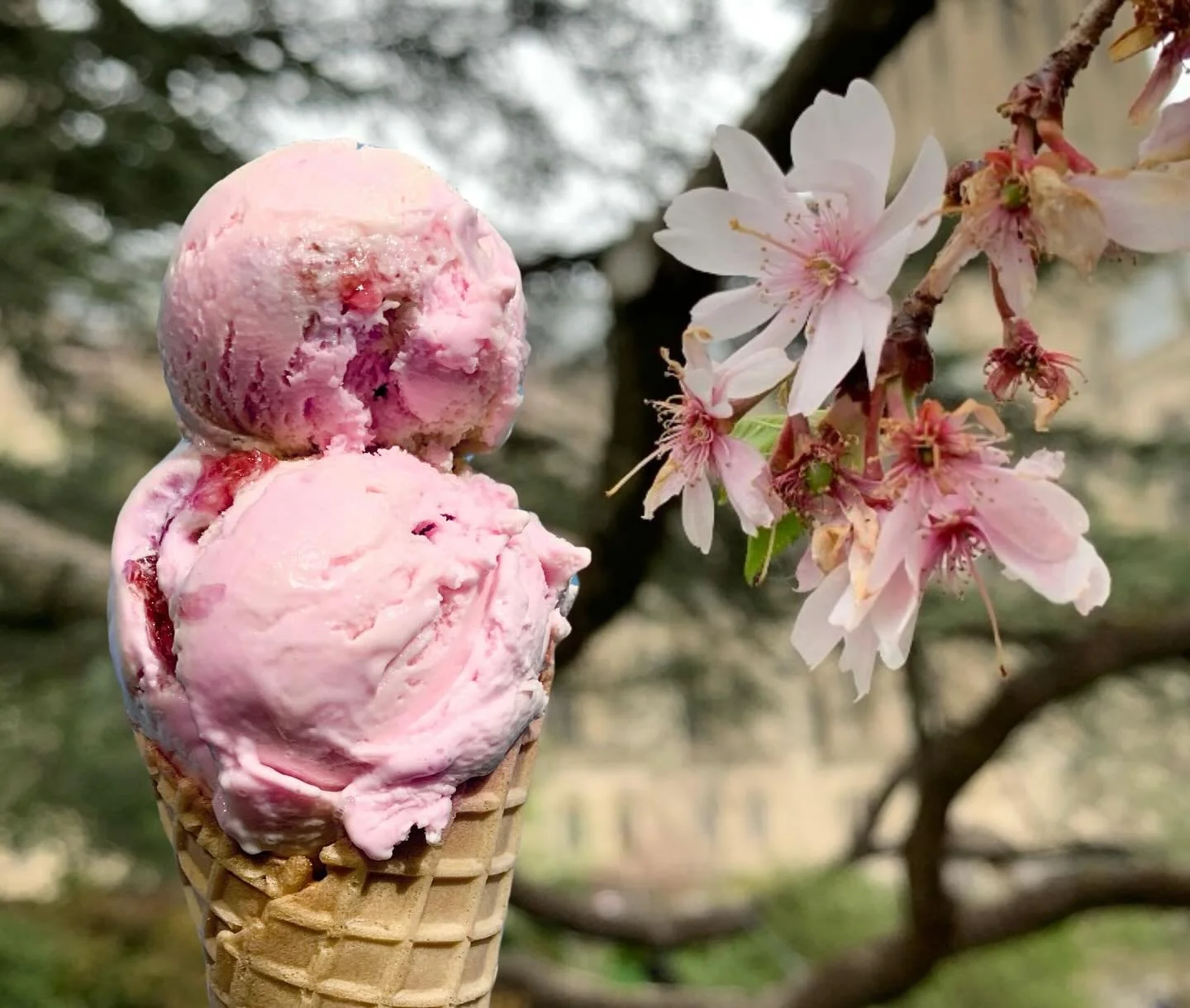 Sakura (Cherry Blossom) Ice Cream is back! 🌸🍦

Just in time for cherry blossom season in DC. We imported the ingredients directly from Japan (thank you @mdiicecream and @mdiicecreammatsumoto).

Our ice cream is made with real sakura paste, a sakura