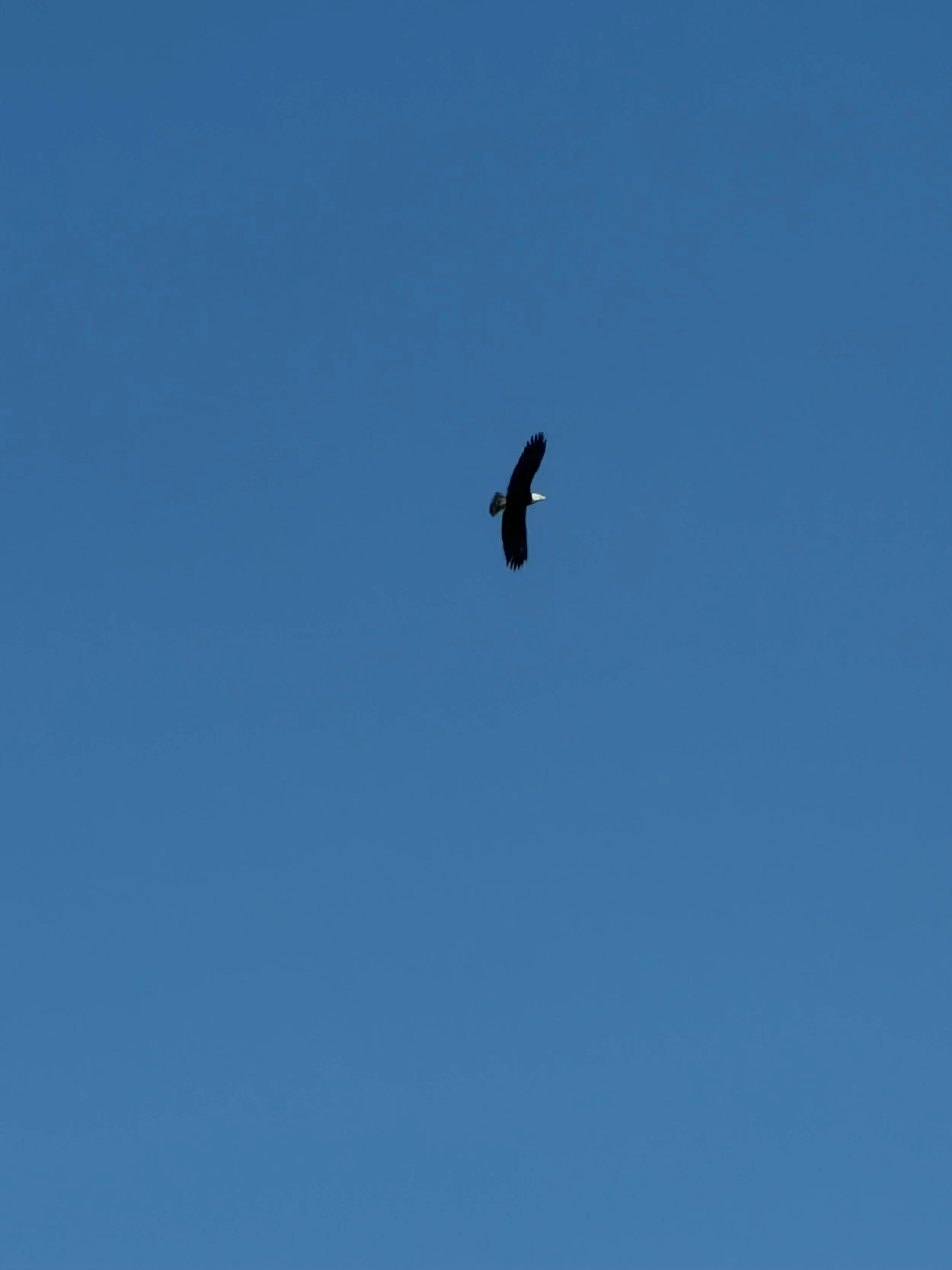 IMG_7784.jpg