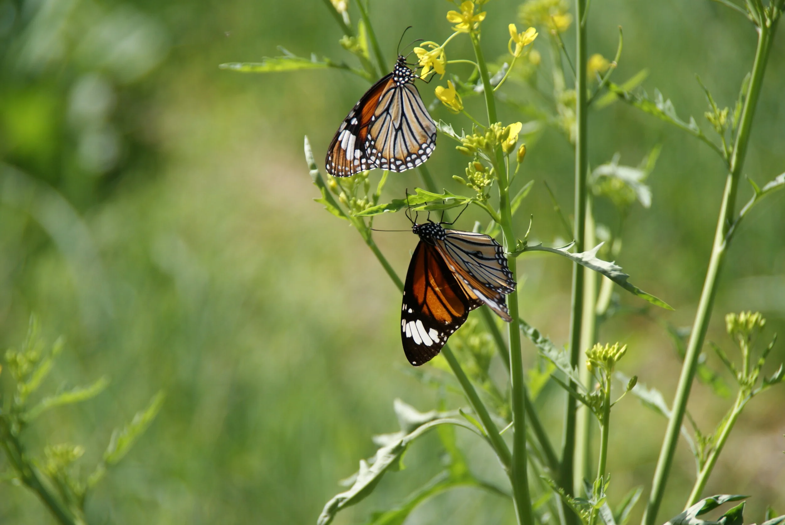 Butterflies in Myanmar