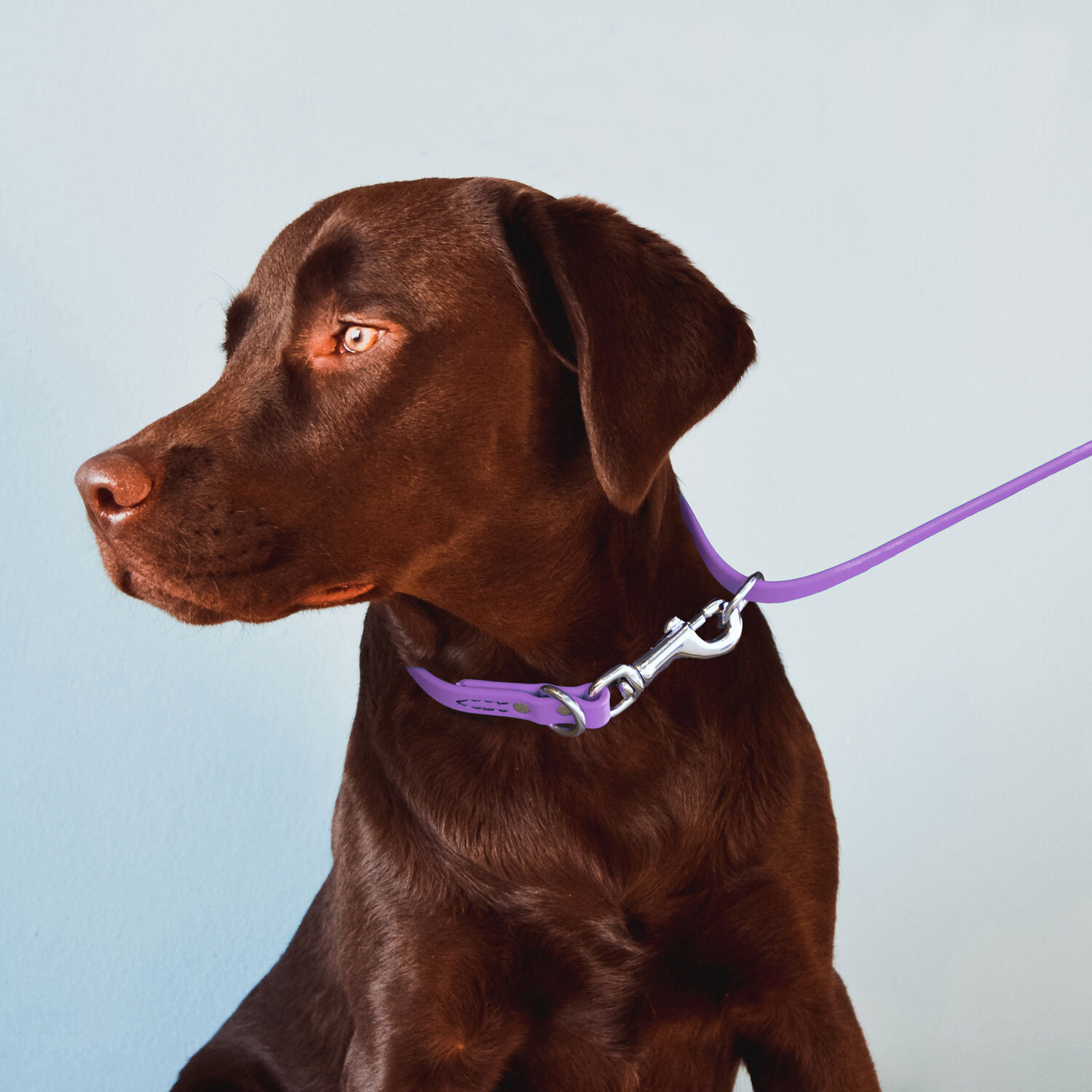 Jelly Pet Multipurpose Leash - Slip Style for training