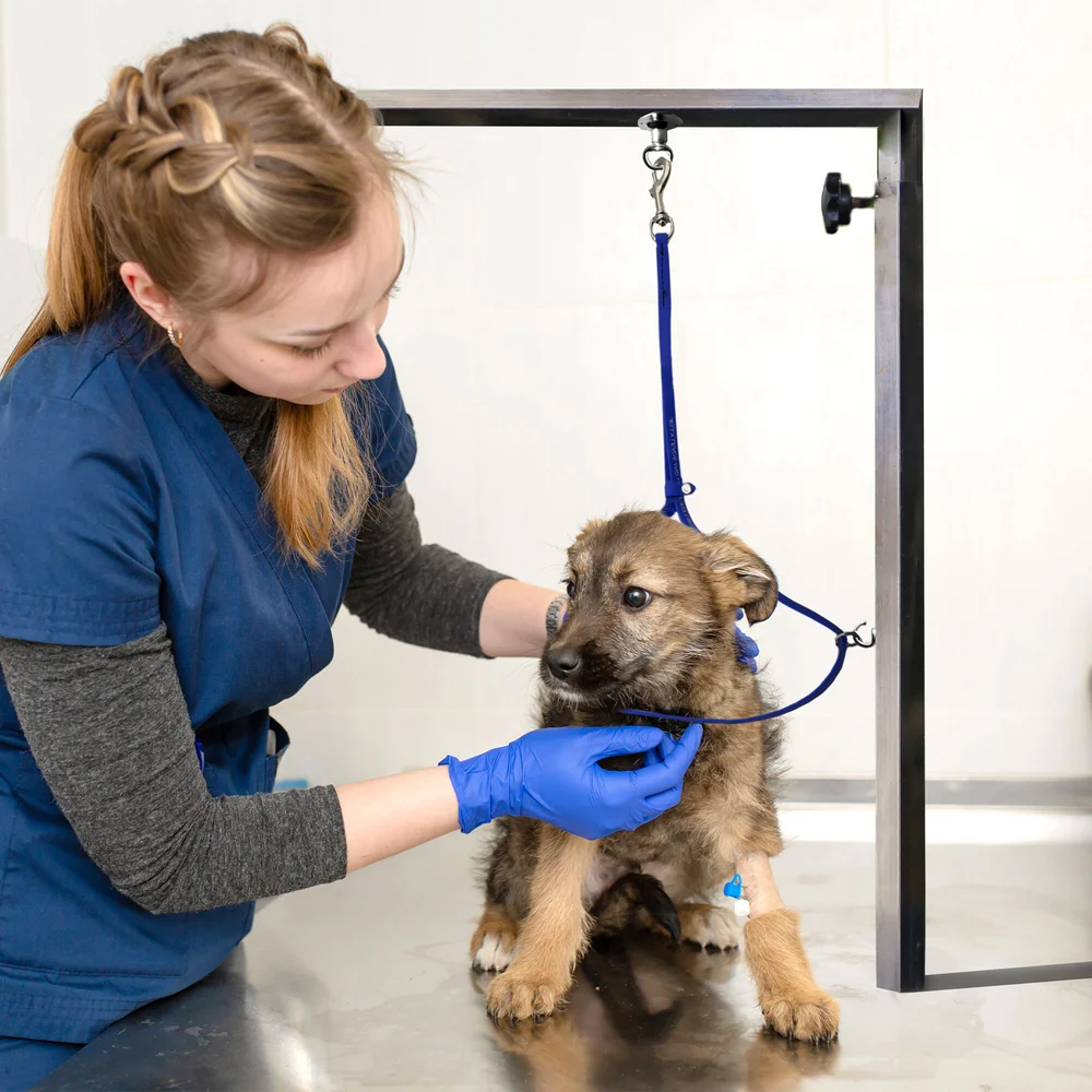 Waterproof Grooming Loops for Dogs | Quick-Dry — Jelly Pet