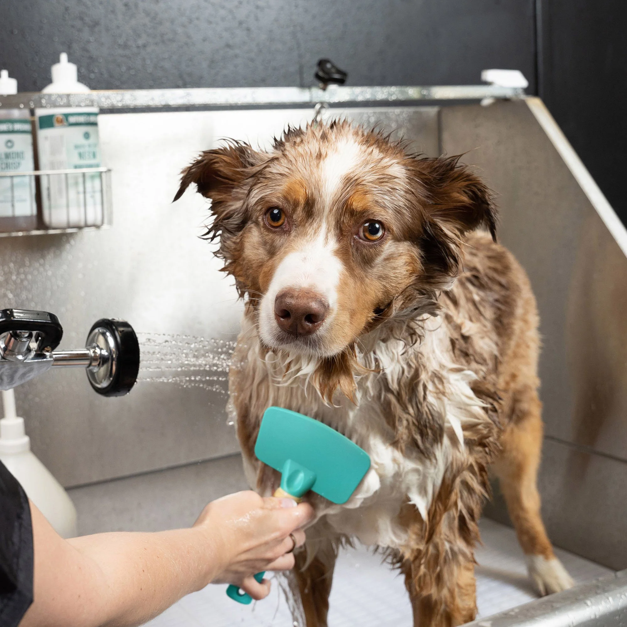 Deshedding Loop Dog Bath Brush and Dual Deshedding Rake — Jelly Pet