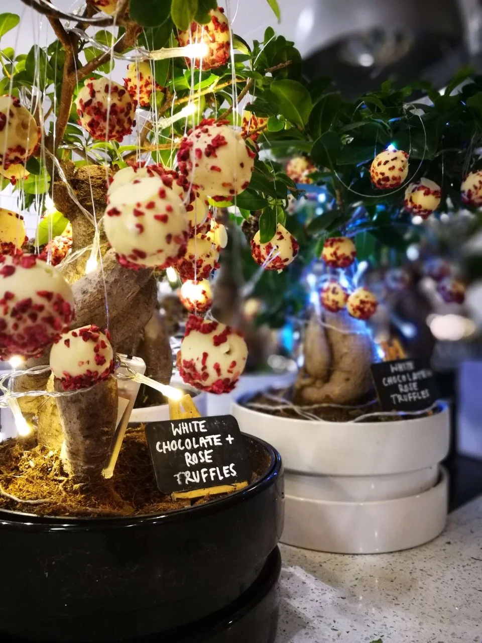 Truffles on Bonsai Trees.JPG