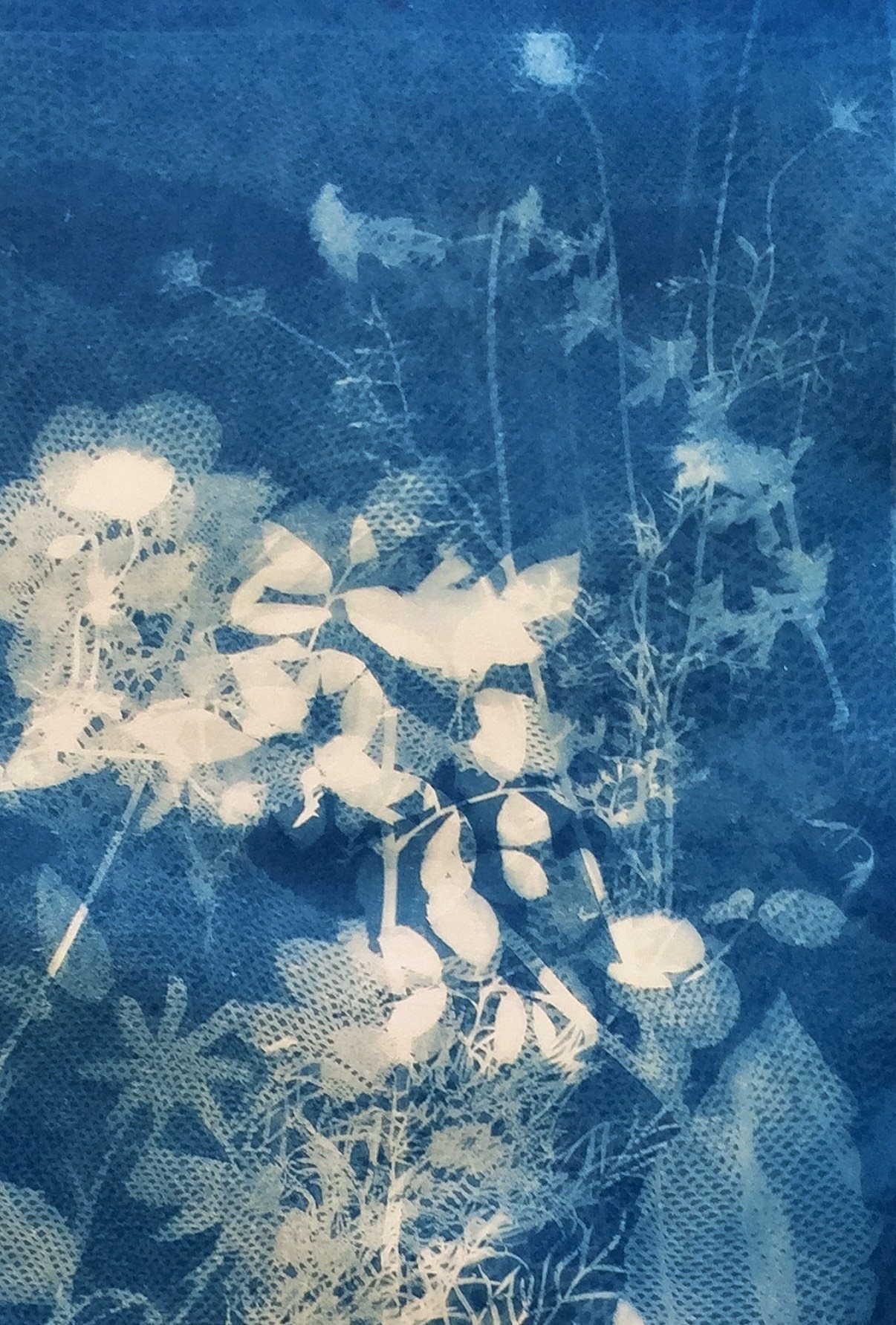 Intro to Cyanotype