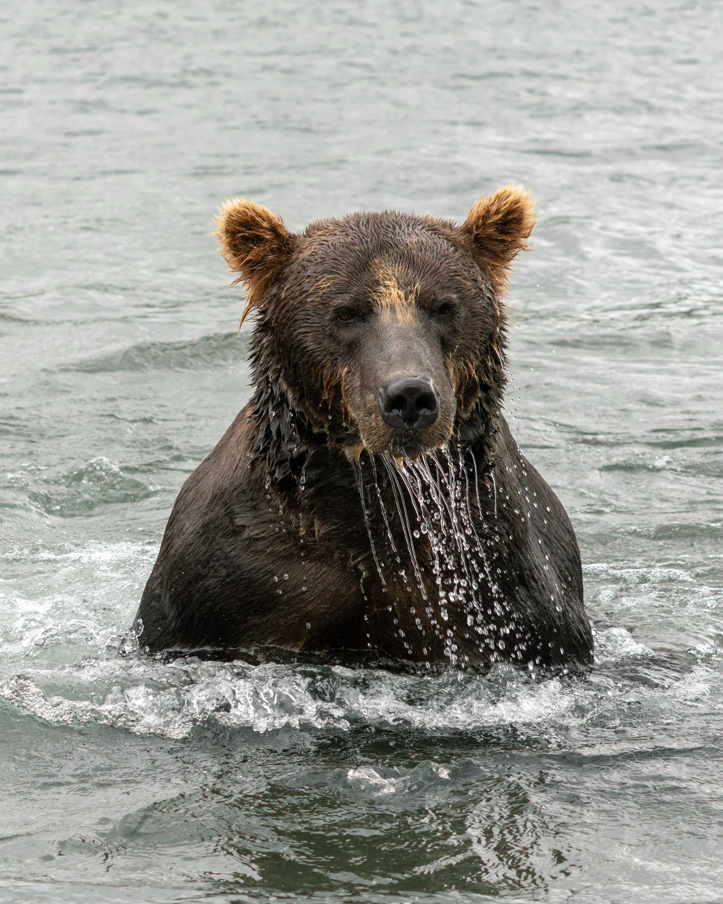 Artist Talk with Ralph Robinson, Wildlife Photographer/Printmaker