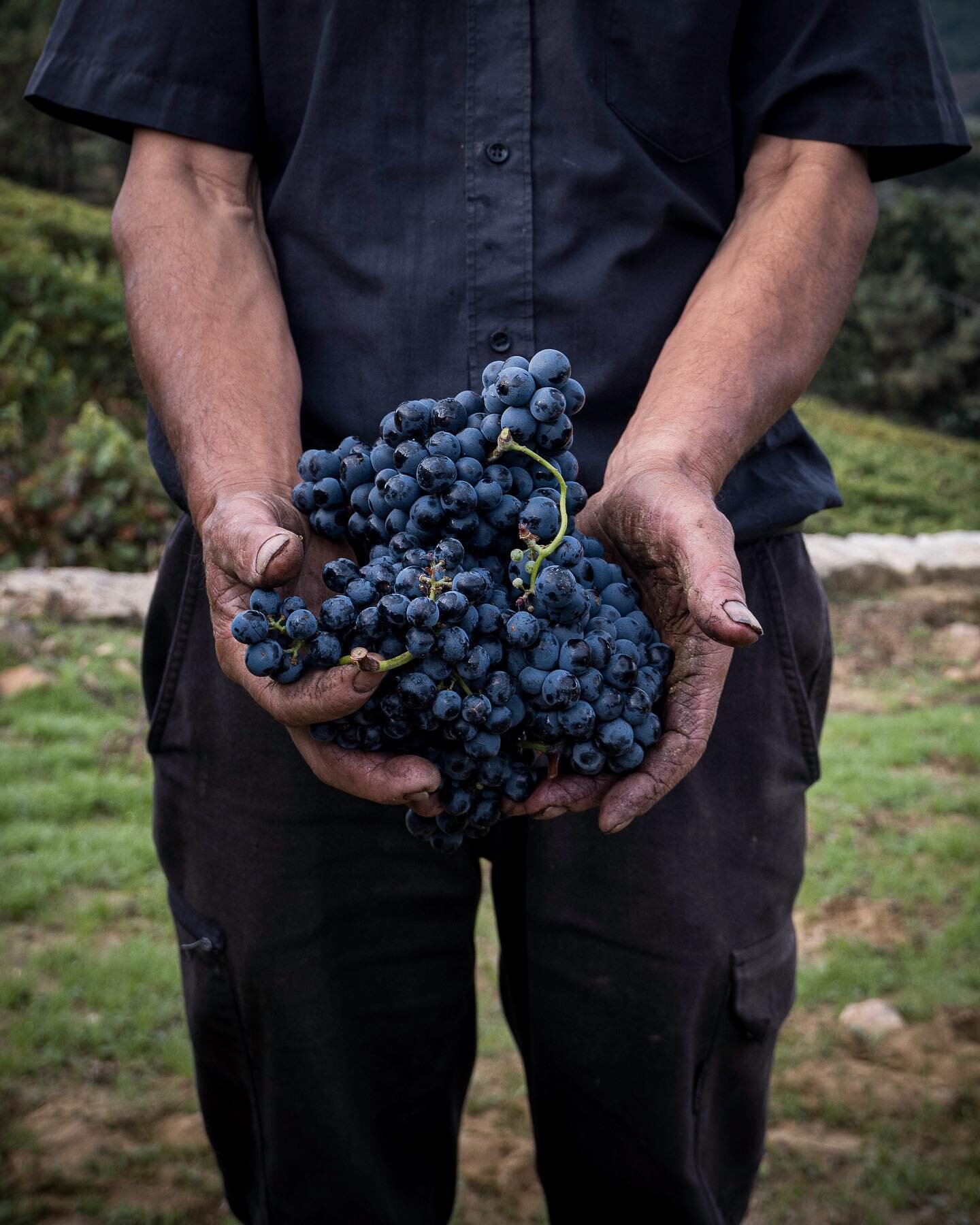 Pinotage is the most widely planted red varietal in the Breedekloof. Not only has our valley delivered more than one Top 10 Pinotage, we annually produce award-winning Cape Blends such as Opstal&rsquo;s Carl Everson Cape Blend and Botha&rsquo;s Turoc