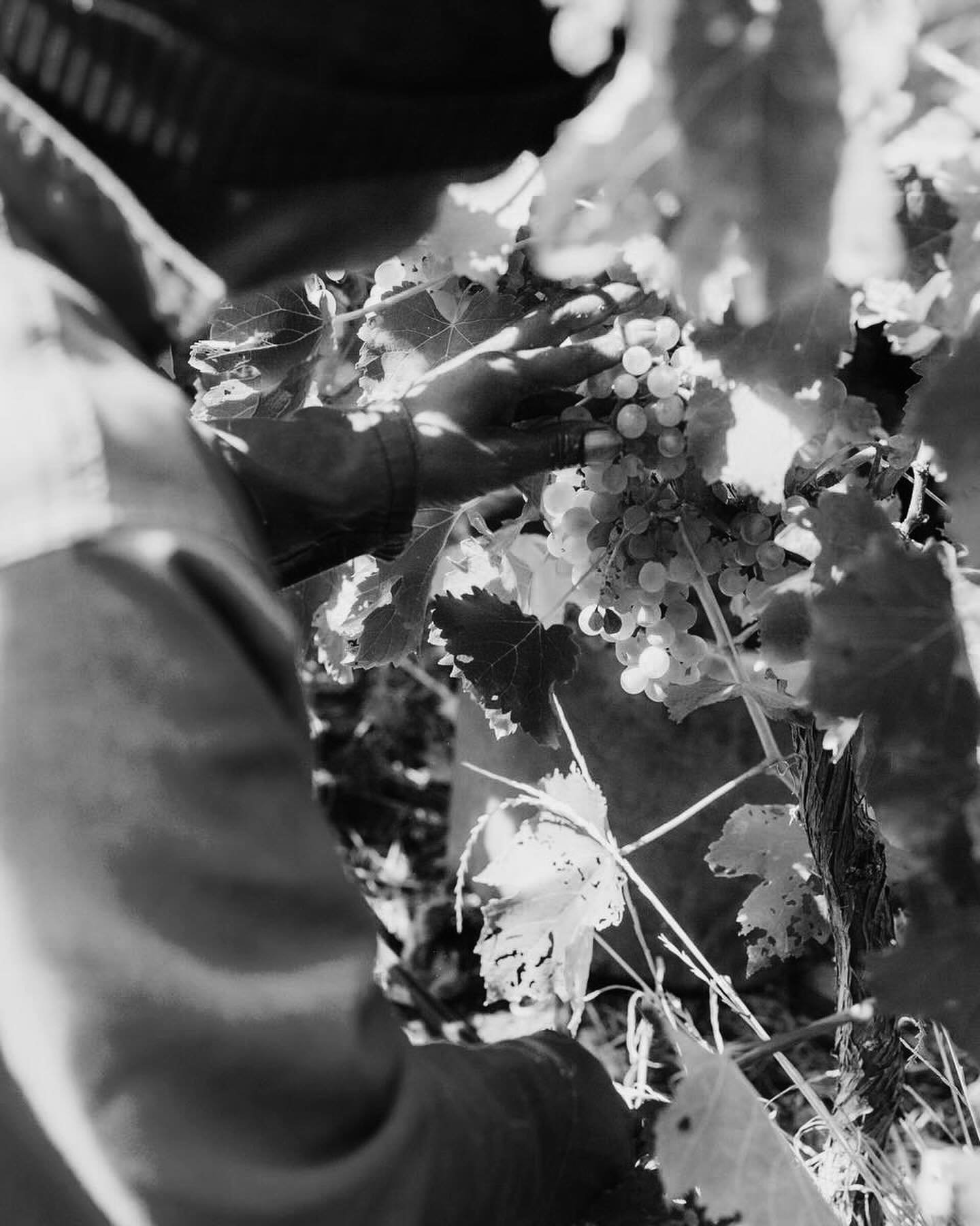 One of the beautiful 2024 harvest pictures taken of a farm worker at Slanghoek Winery hand-picking Chenin Blanc grapes. Welcome to Chenin Country.