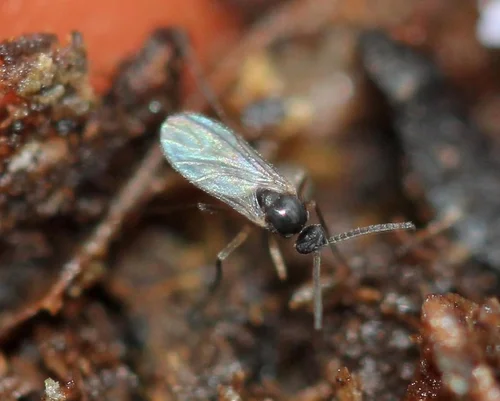 Macro photograph of a fungus gnat