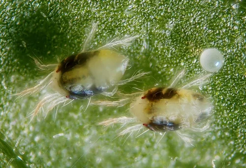 Macro photograph of spider mites on a leaf