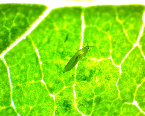 Macro photograph of a thrip on a leaf