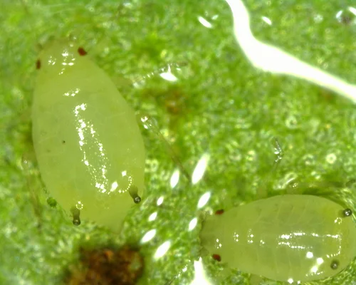 Macro photograph of aphids on a leaf