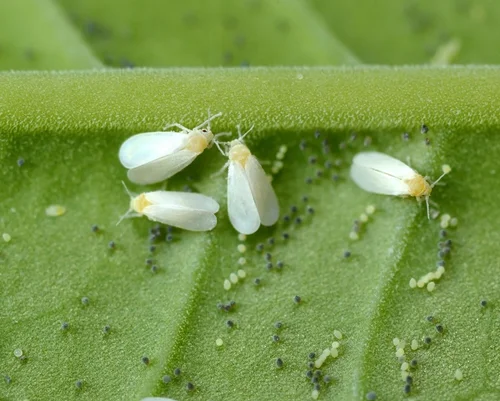 Macro photograph of whiteflies on a leaf