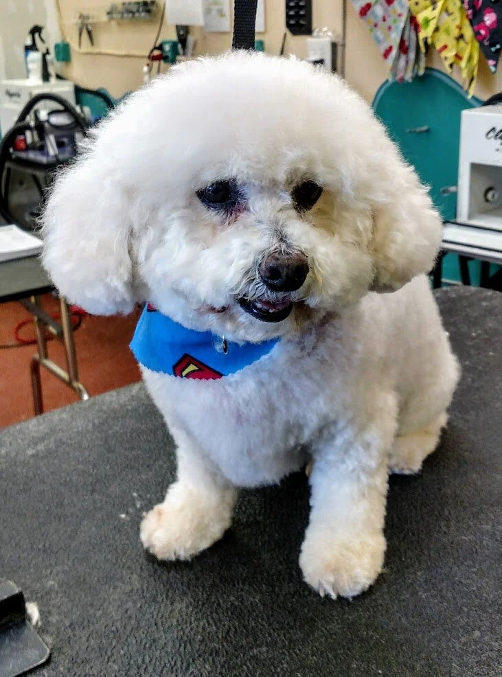 Bichon Frise