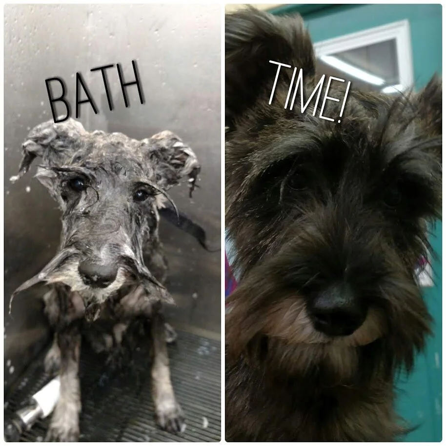 Bath Time-Miniature Schnauzer