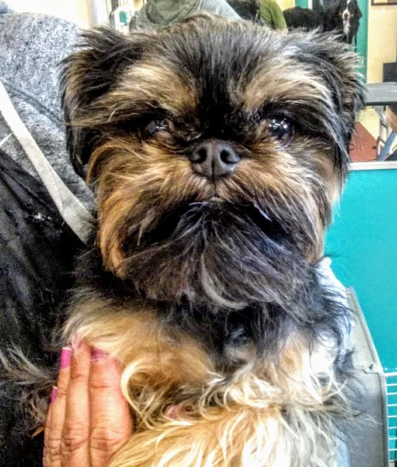 Bichon_Frisee_Wookie.jpg