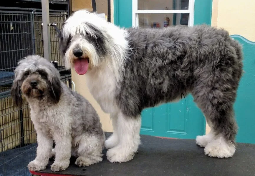 Alexis n Bella-Old English Sheep Dog