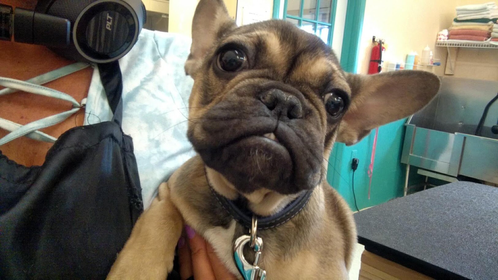 Norman-Frenchie pup
