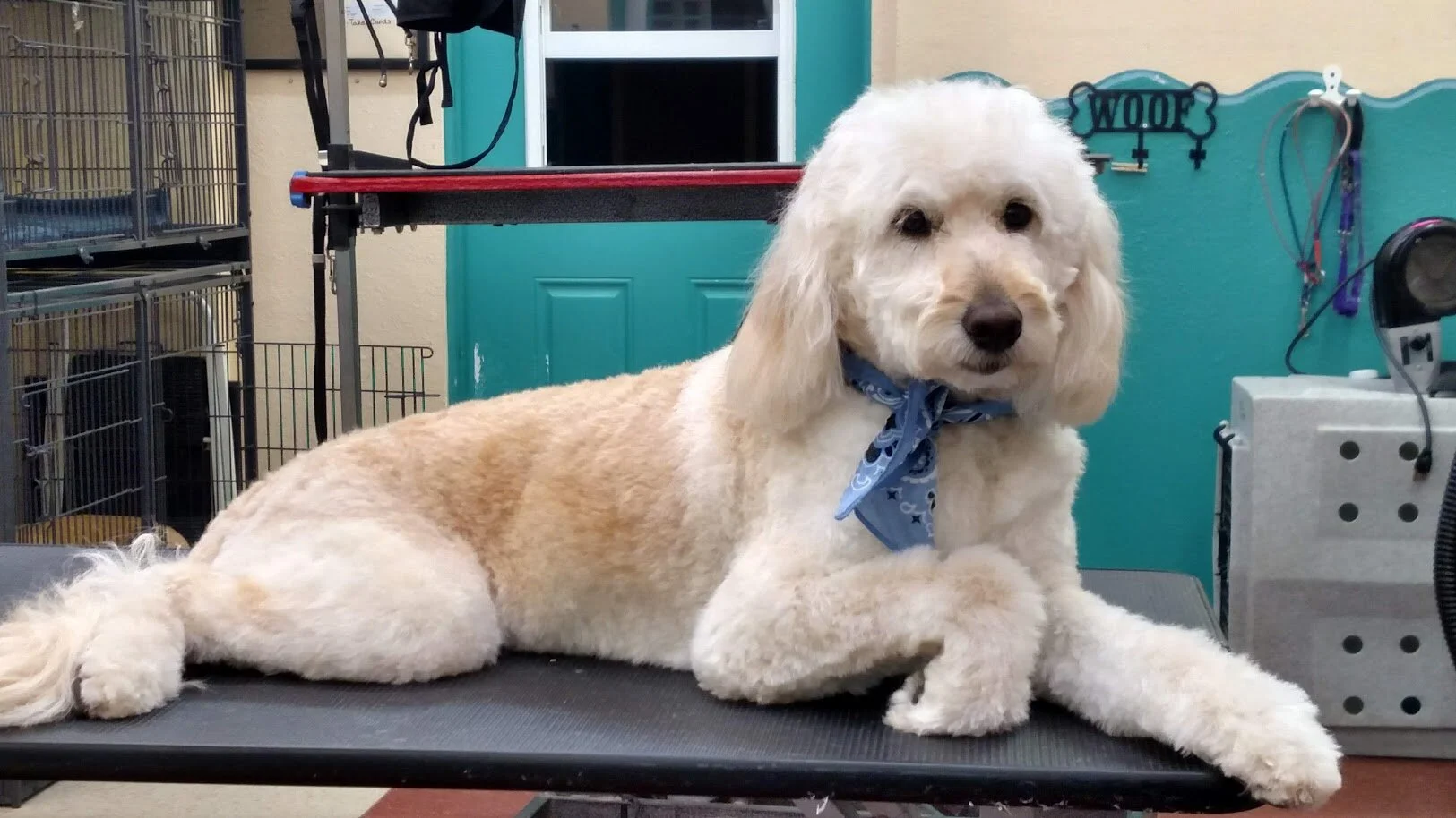 Bella-Golden Doodle