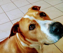 Bigs_close_up.jpg