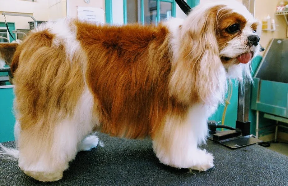 "Luna"-Cavalier King Charles-show groom