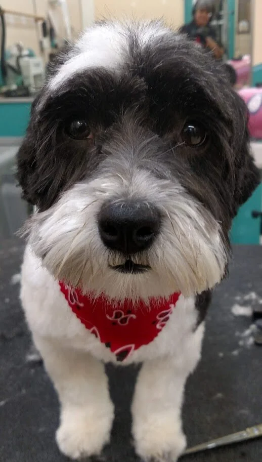cute_med_dog.jpg