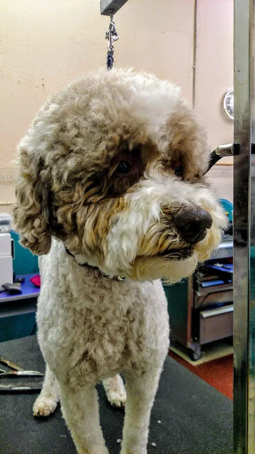 Lagotto.jpg