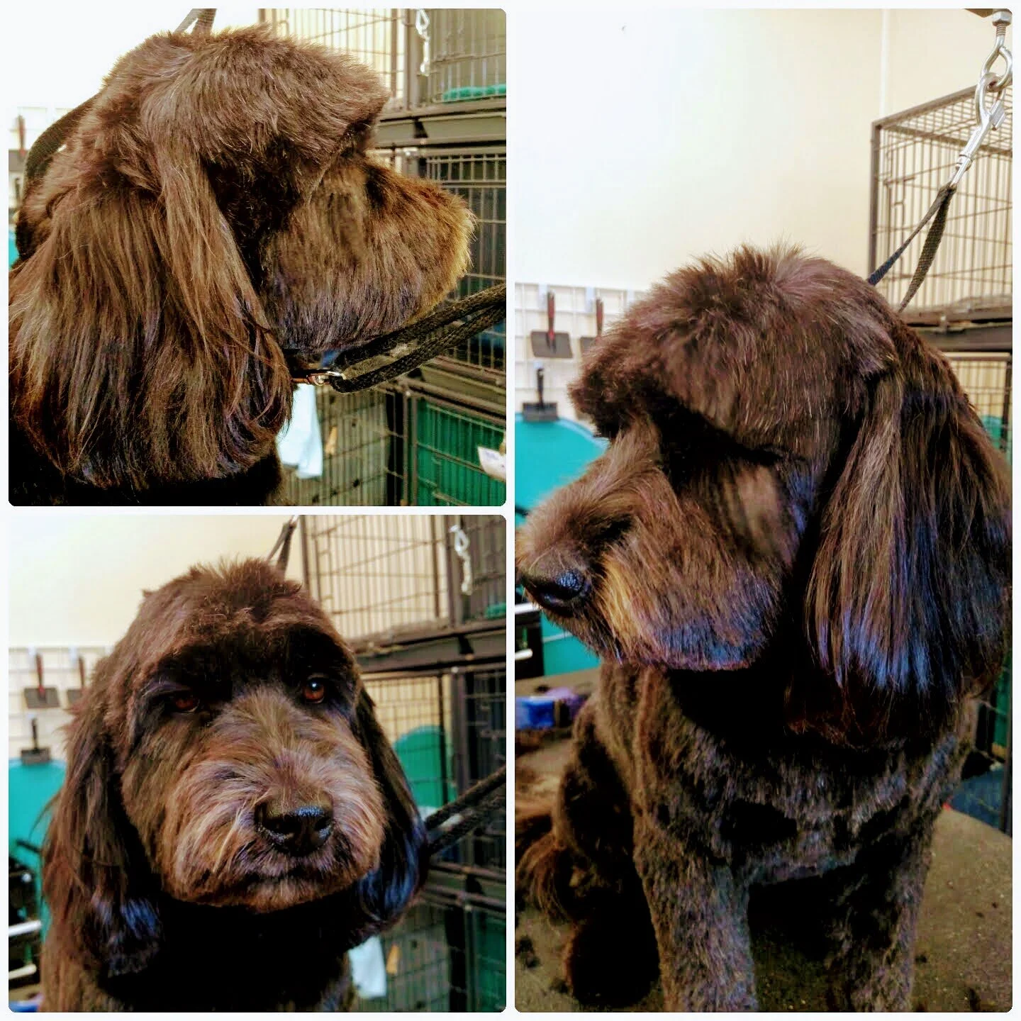 Max_blackdog_3views.jpg