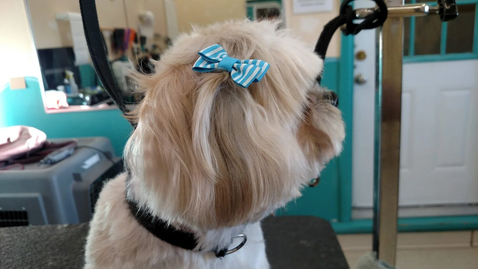 pretty_with_bows_side_shot.jpg