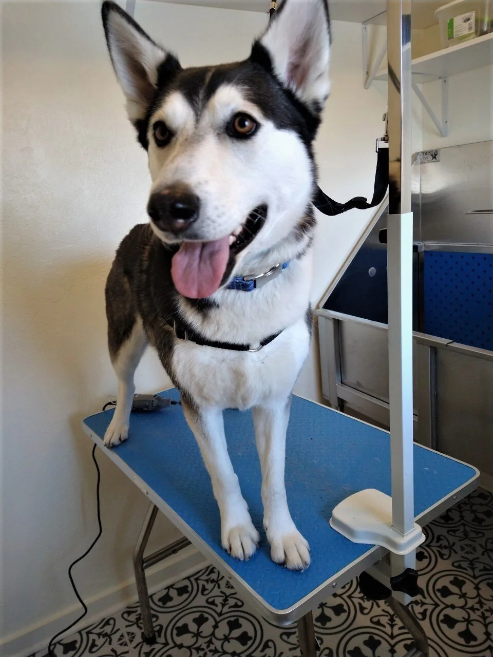 Nova_husky.jpg