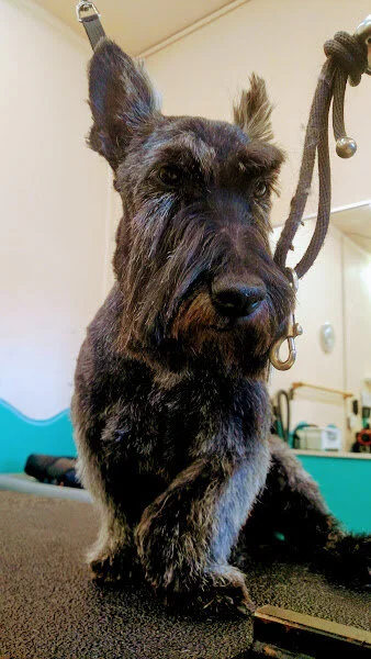 Scootie_black.jpg