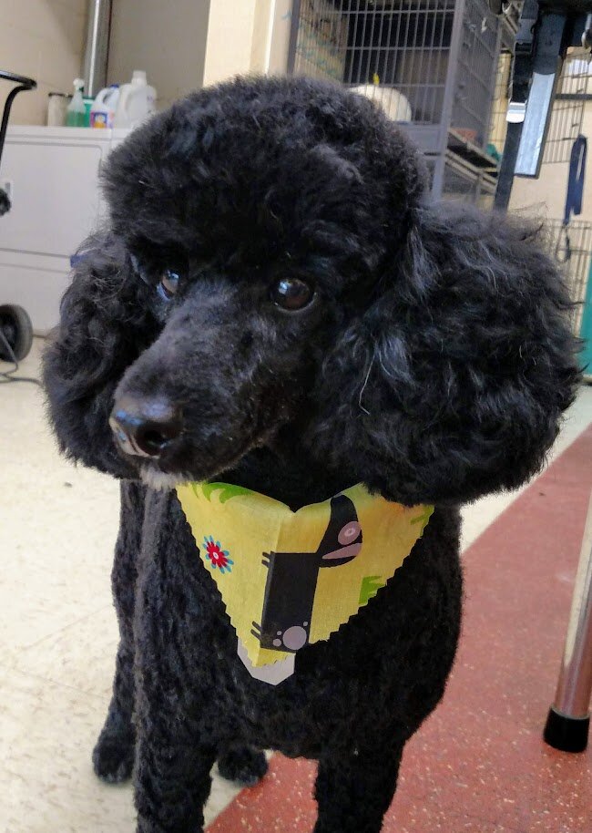 Sm_black_poodle.jpg