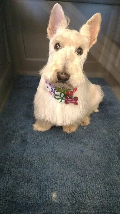 Nellie_Scottie.jpg
