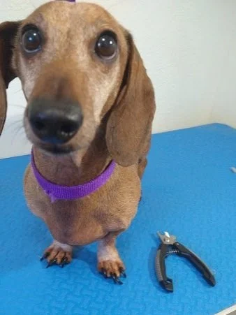 dacshund_nail_trim.jpg