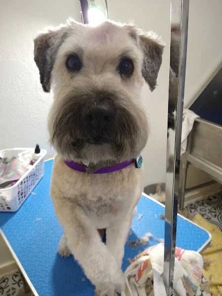 wheaton_terrier.jpg