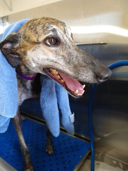 shorthair_dog_bath.jpg