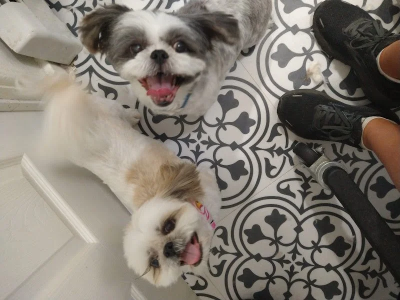2 shih_tzus.jpg