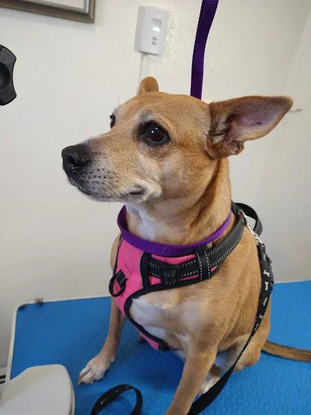 med_dog_nail_trim.jpg