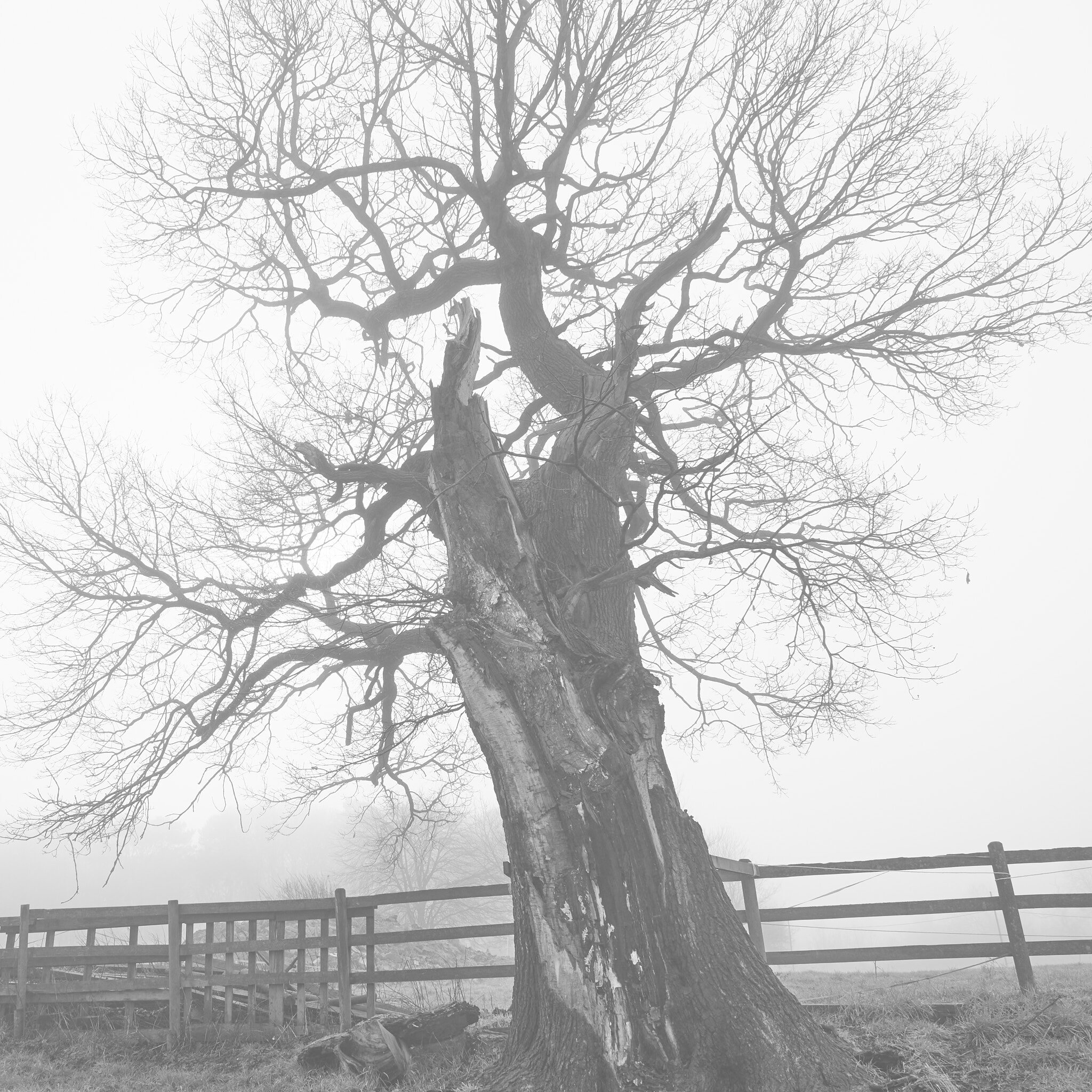 09 dying oak.jpg