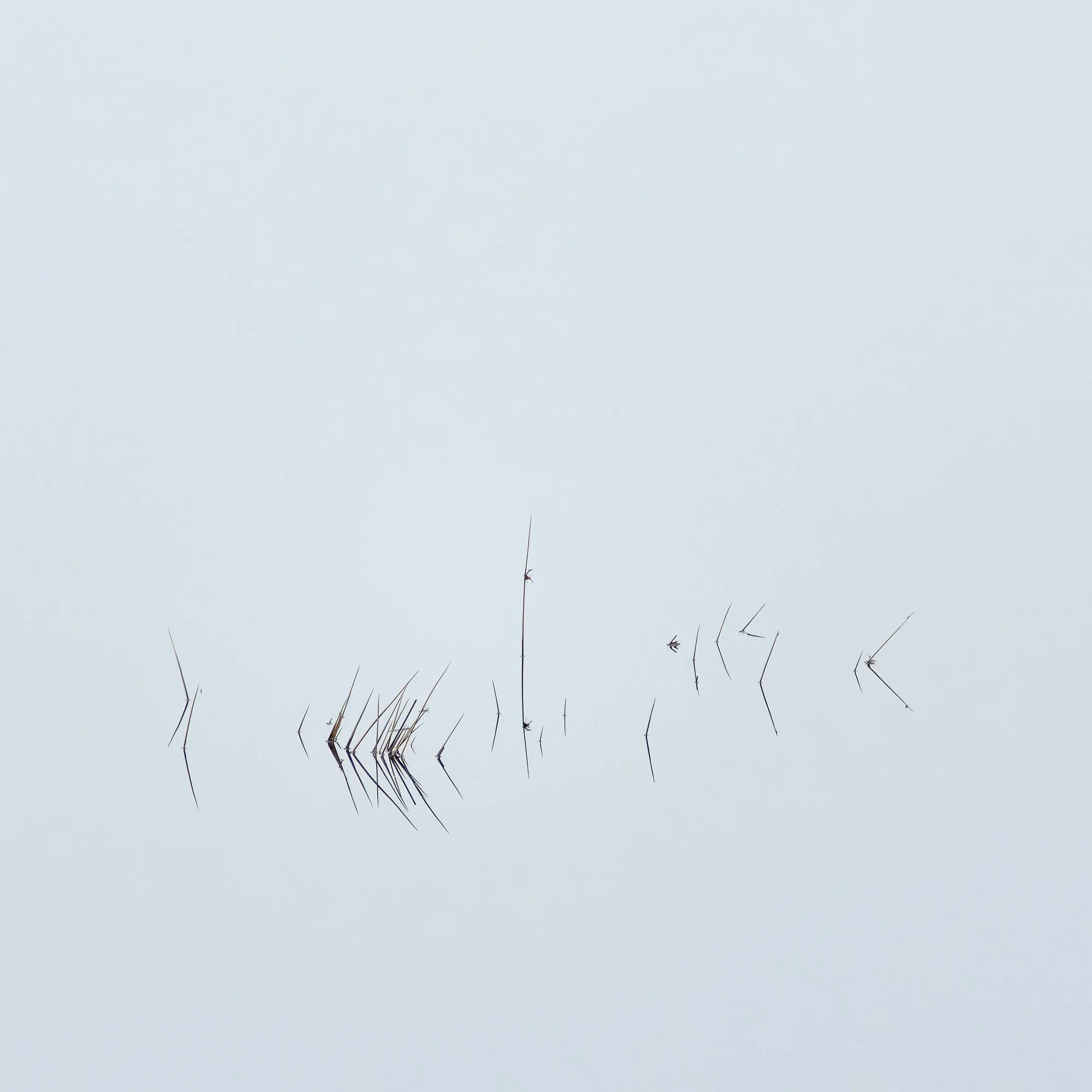 Reeds I.jpg