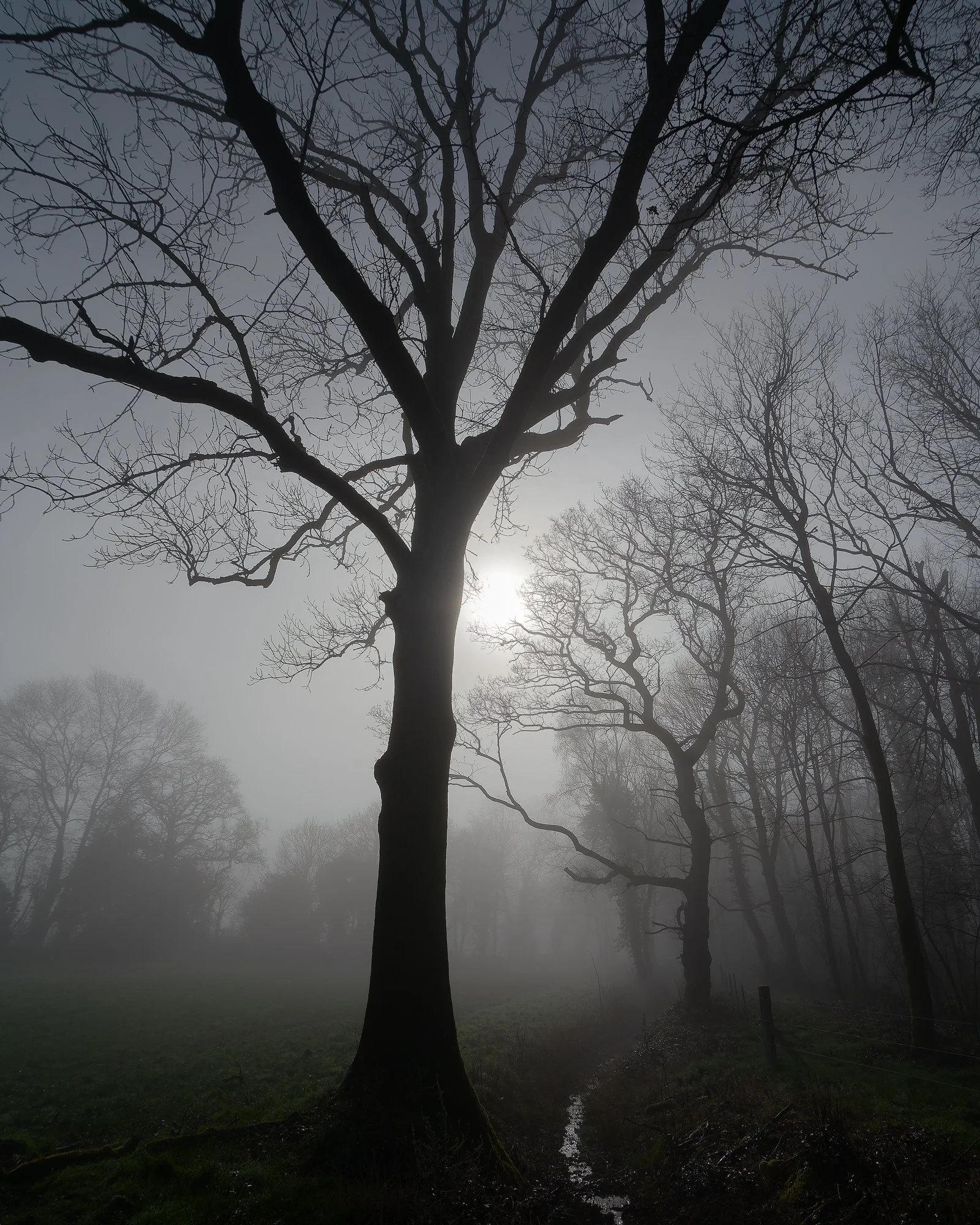 Grangewood Tree IX.jpg