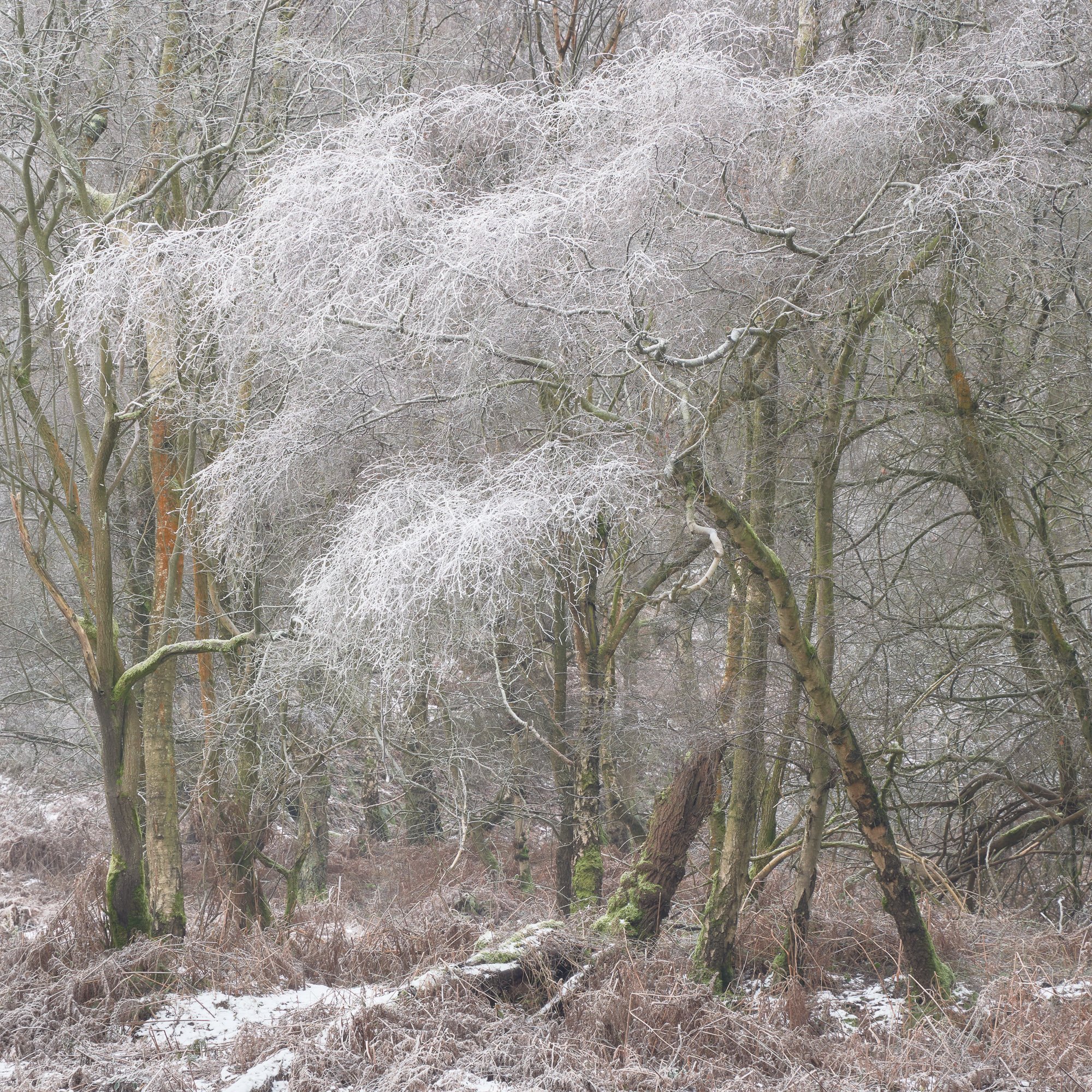 A winter's dusting-Edit.jpg
