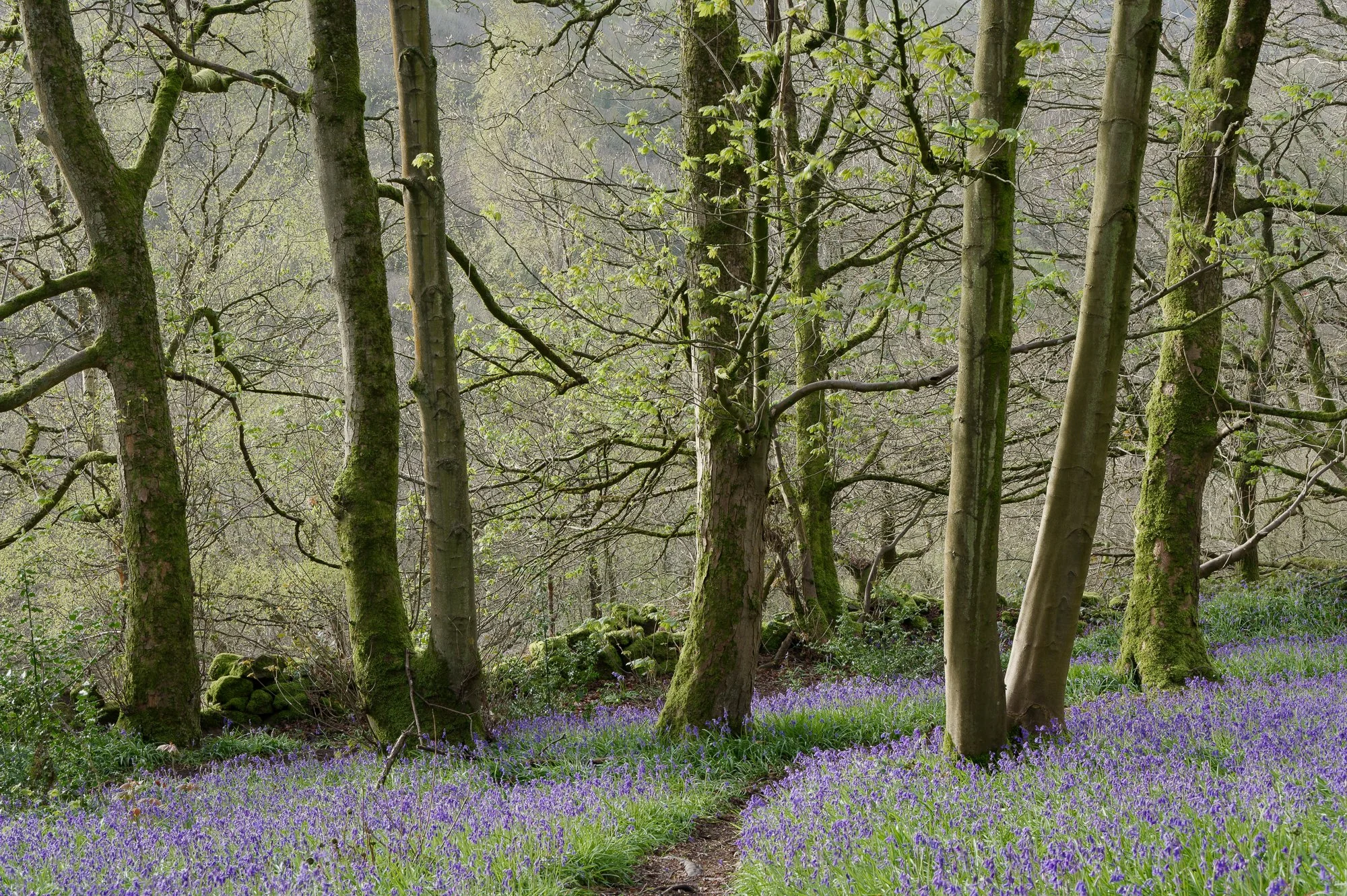 Peak District Bluebells.jpg