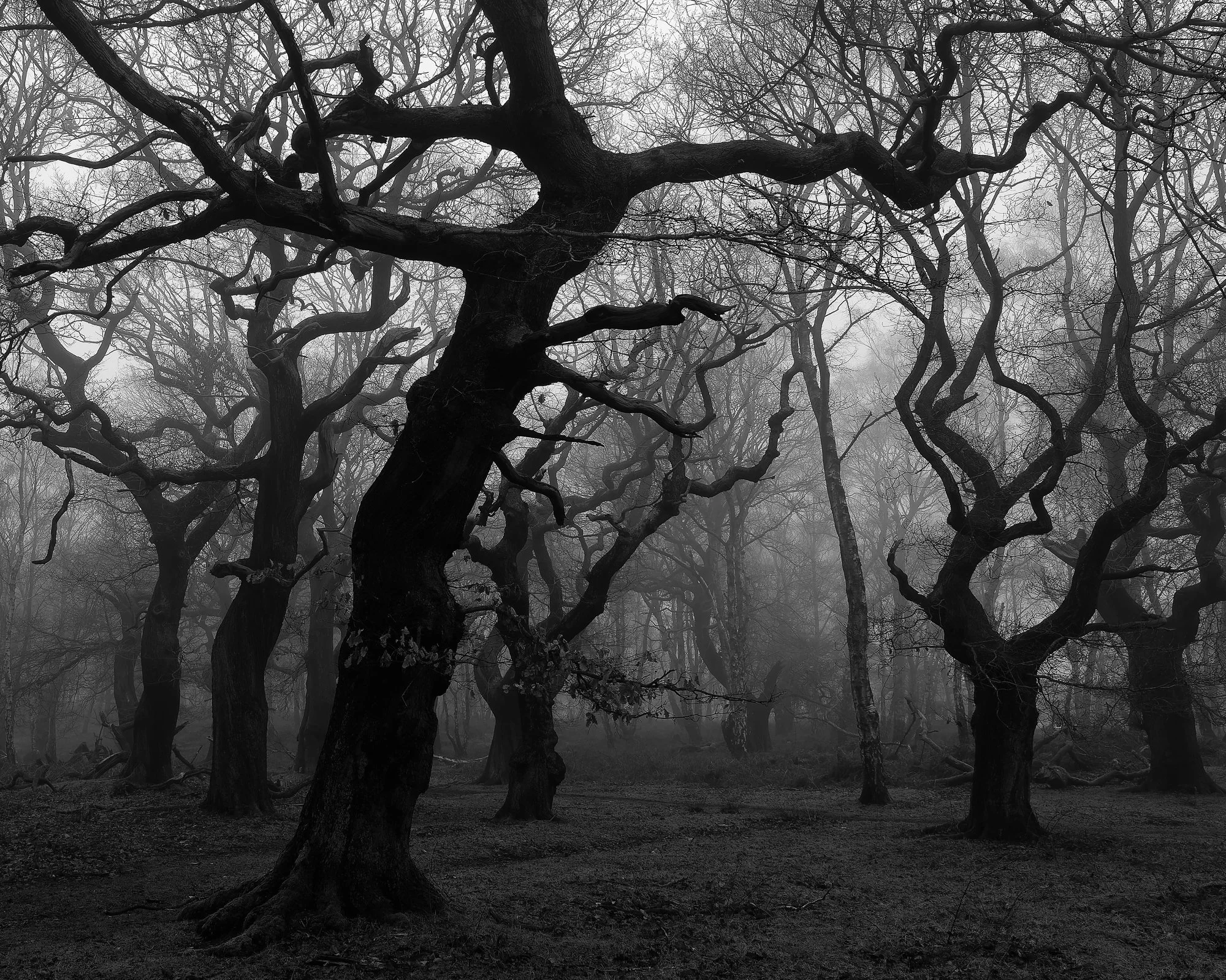 Foreboding I.jpg